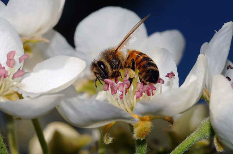 Apis mellifera e femmina di Andrena nigroaenea